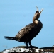 Cormorant at Dutch Kills