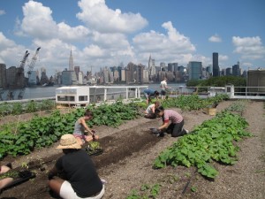 Eagle St Rooftop Farm