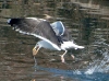 Gull feeds in Maspeth Creek