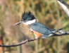 Female Kingfisher at Maspeth Creek